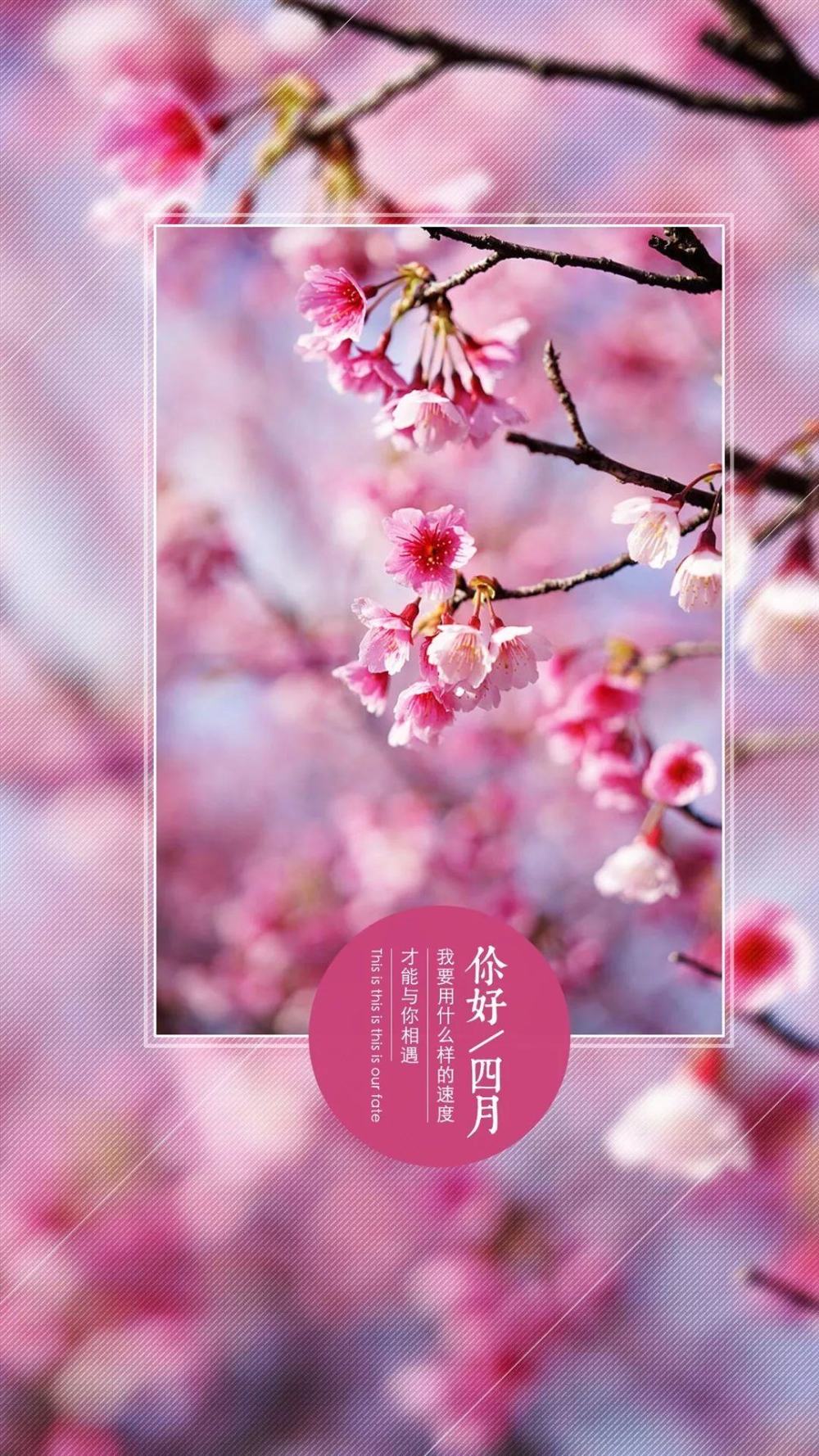 3月,再见|四月天|芳菲|花开_新浪新闻