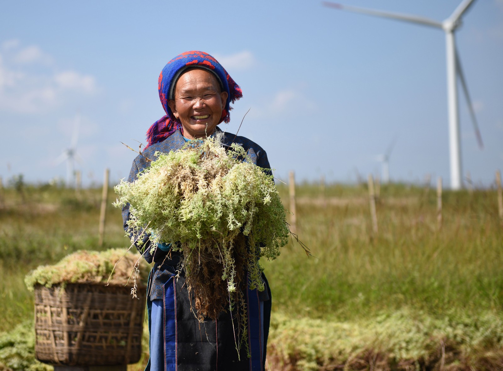 一株海花草振兴一个村, 年产值330万元, 贵州农民靠它大翻身