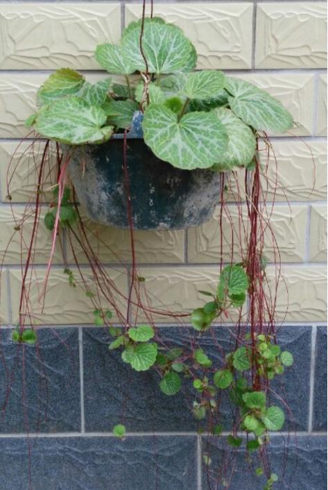 虎耳草|野草|植株_新浪新闻