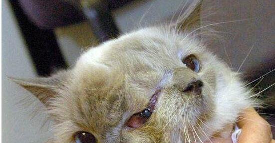 地球上寿命最长的双面猫, 三只眼两张嘴, 出现概率百万分之一