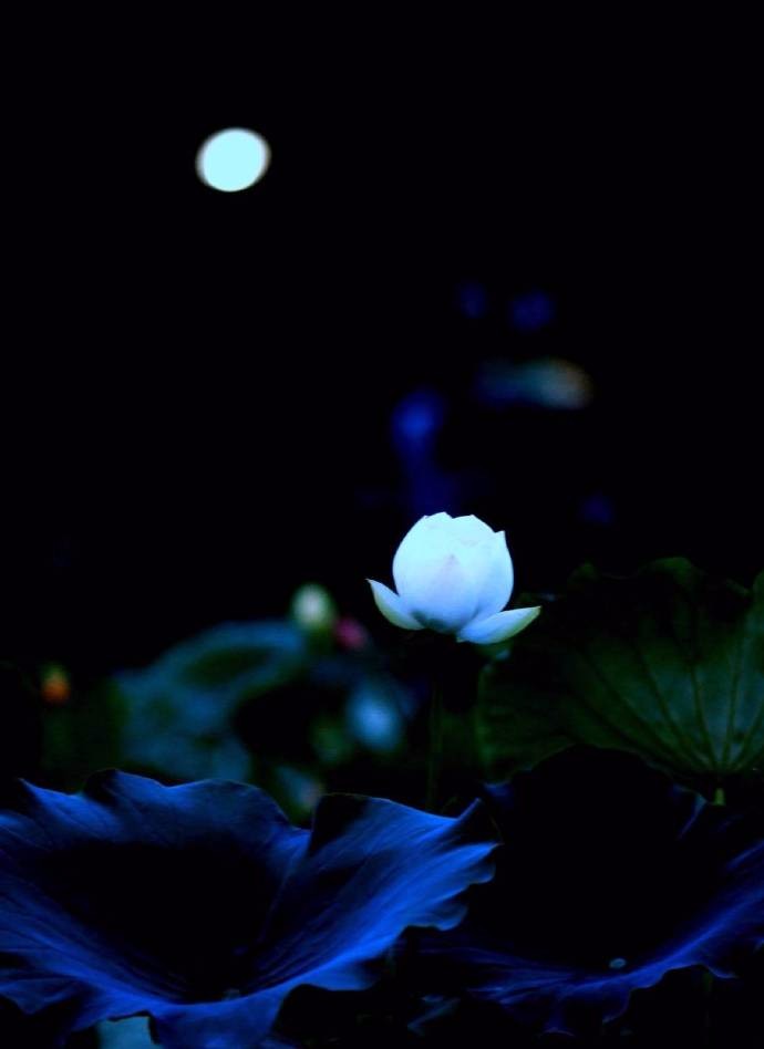 未花叶自香,既花香更别|荷花|明月|细风_新浪新闻