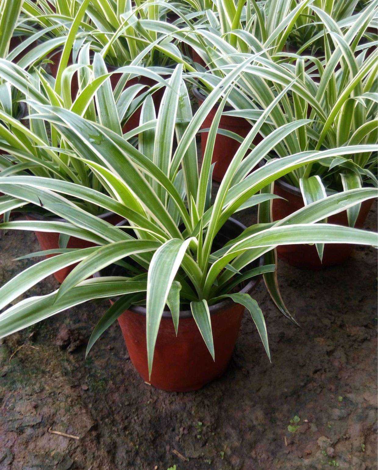 秋天家里养盆"金边吊兰",扦插完十分好"养活",叶子还宽厚!