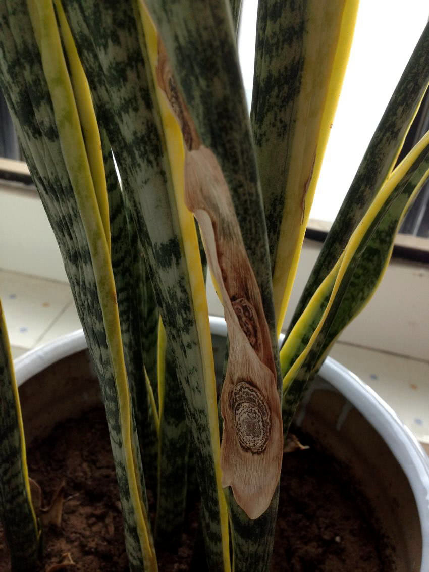 虎皮兰叶片发软还烂叶一定是你忽略了这4点