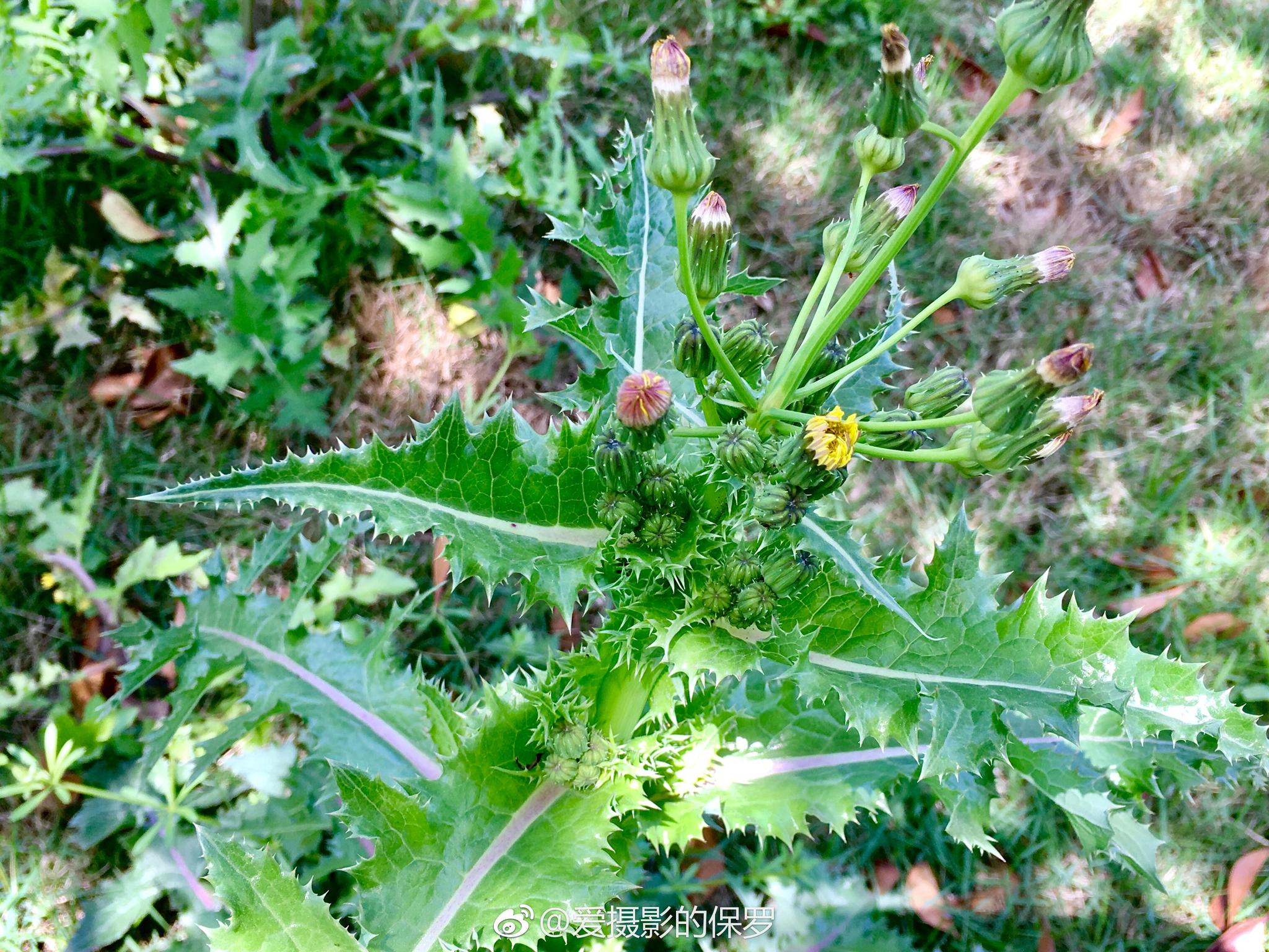 苦菜图片_的苦菜图片大全 - 花卉网