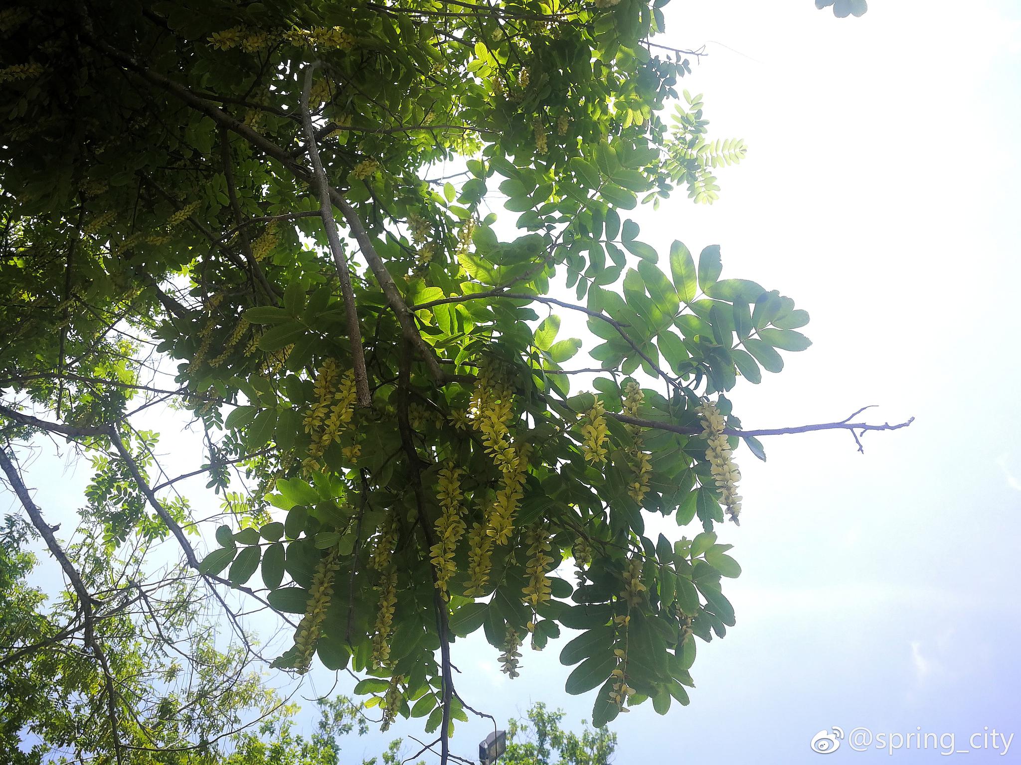 枫杨树