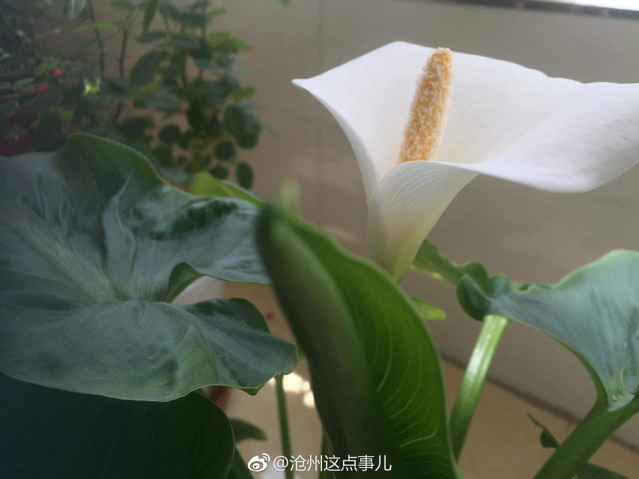 自己养的马蹄莲开花啦