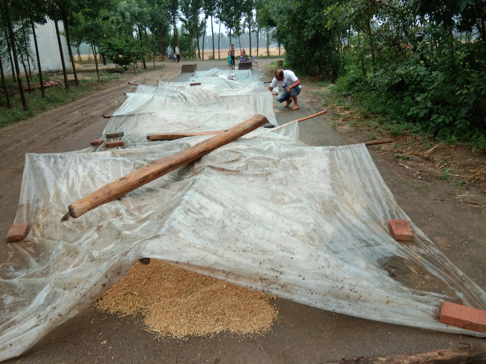 收回來的小麥本來是放在馬路上曬的,結果大雨來了,只能用地膜將小麥蓋