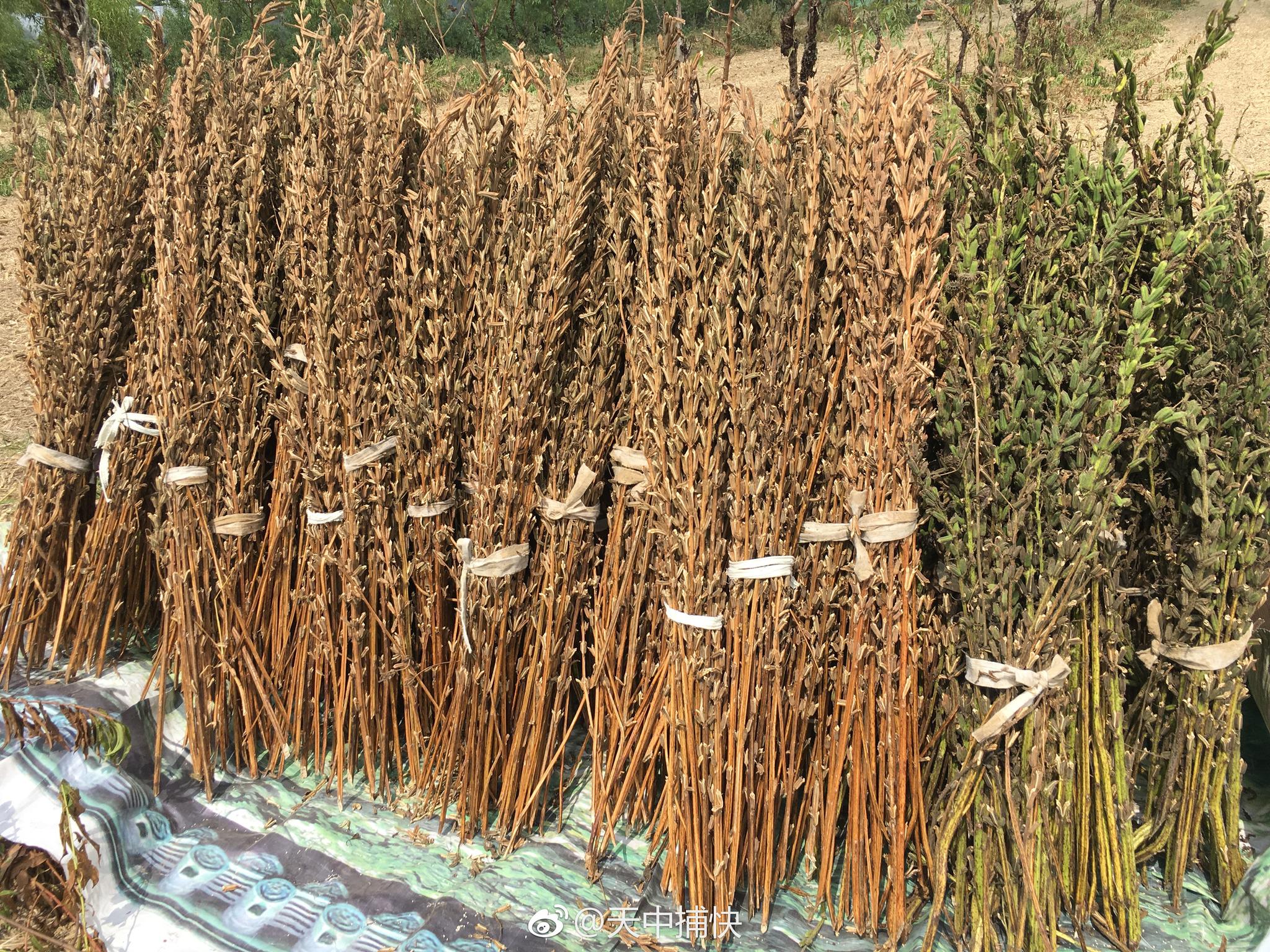 吃过芝麻,大家见过芝麻怎么收的吗?