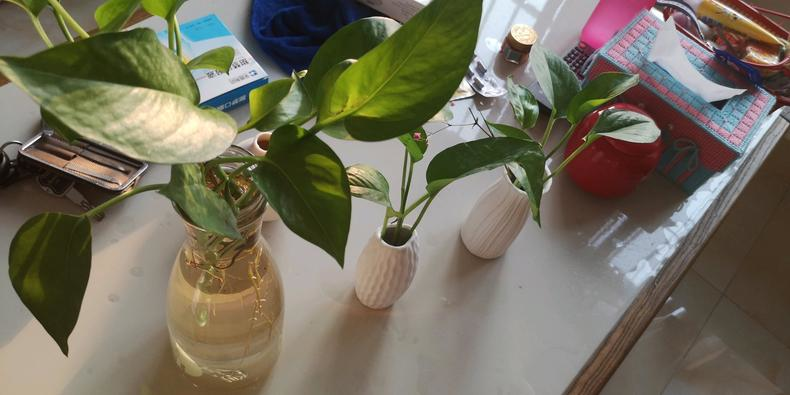 水培绿萝营养液自制(一个鸡蛋就可以让绿萝疯长)