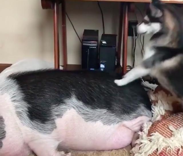 哈士奇叫大猪起床,使尽浑身解数终于把猪叫醒了!