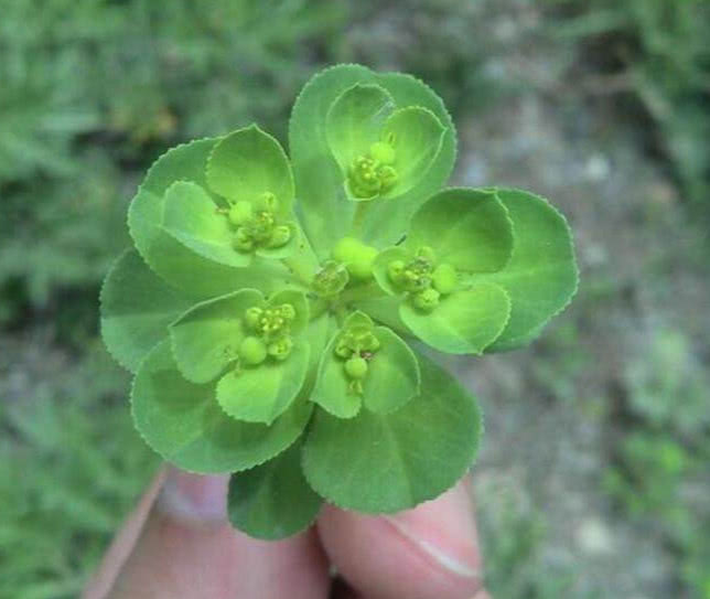 农村这种有毒的"猫眼儿"小时候看见就跑,现如今竟成"宝贝"|野草|农村