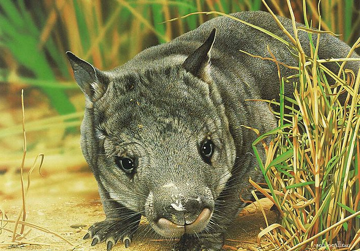 地球上最稀有5种动物,它们都成国宝级动物,图3仅剩最后五只|华南虎