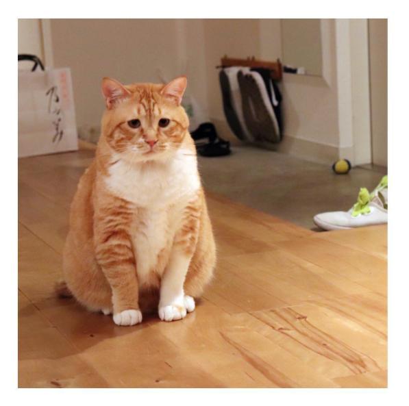 胖橘猫被主人逼着量腰围,表情超哀怨:"可以不要减肥吗"