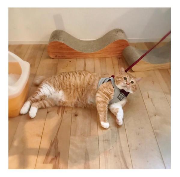 胖橘猫被主人逼着量腰围,表情超哀怨:"可以不要减肥吗"