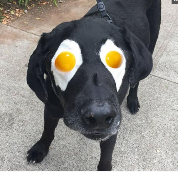 更加奇葩的是,某位网友把狗狗的两只眼睛p成了两个荷包蛋,简直是脑洞