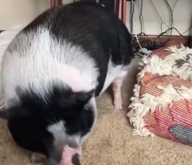 哈士奇叫大猪起床,使尽浑身解数终于把猪叫醒了!