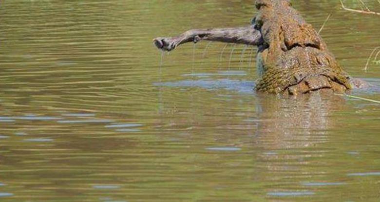 "非洲二哥"也有这么惨的时候,被鳄鱼叼在嘴里玩,结局让人唏嘘