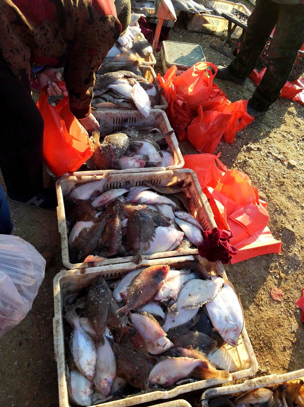 大集上卖的一种鱼25元一斤摊主也说不出名字 快来看看是什么鱼