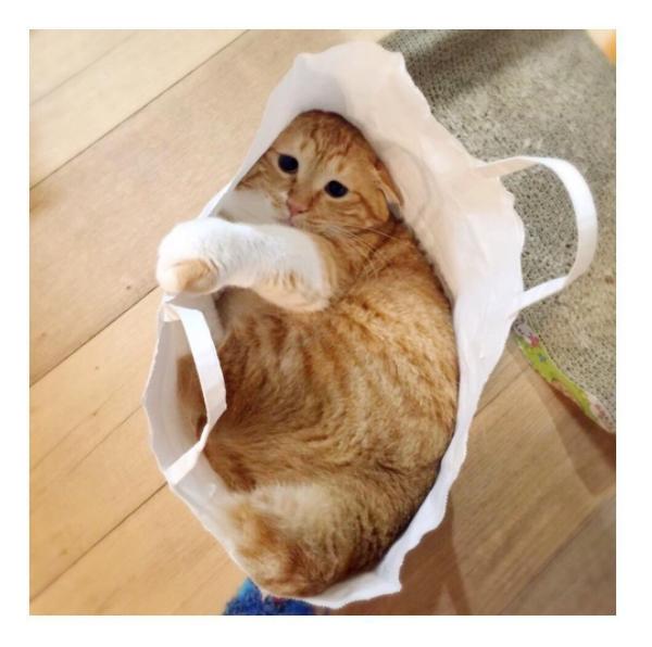 胖橘猫被主人逼着量腰围,表情超哀怨:"可以不要减肥吗"