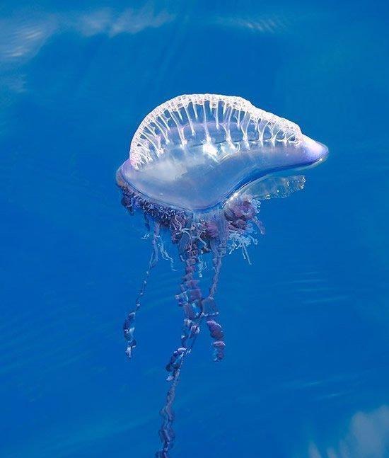 僧帽水母:暖水种是一种管水母,在水面上漂浮的淡蓝色透明囊状浮囊体