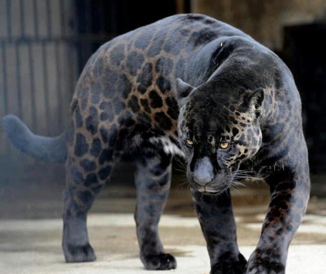 自然界8只最难见到的黑色神兽, 你最想选哪个当宠物?