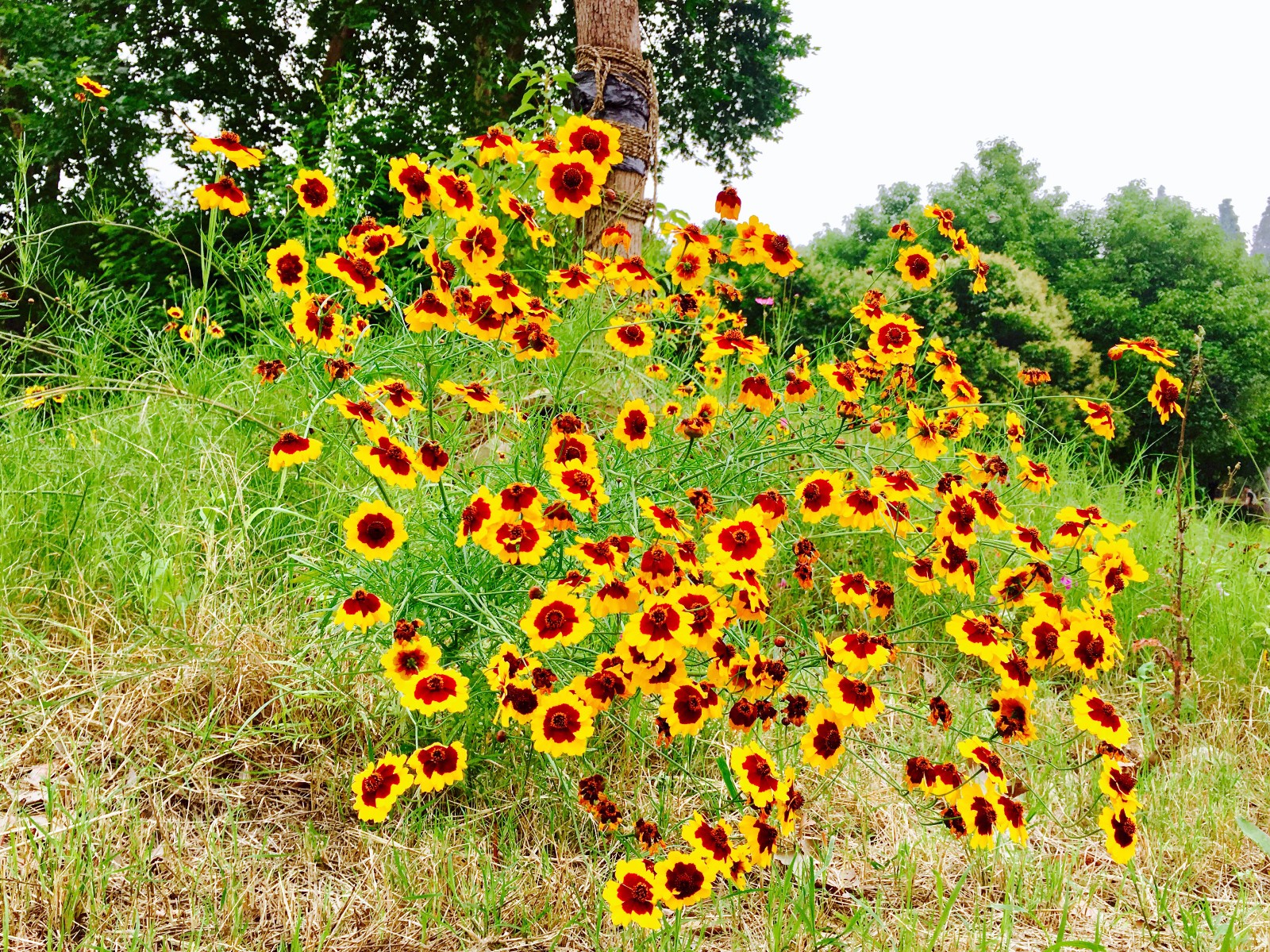 开满野花的小坡两色金鸡菊蛇目菊