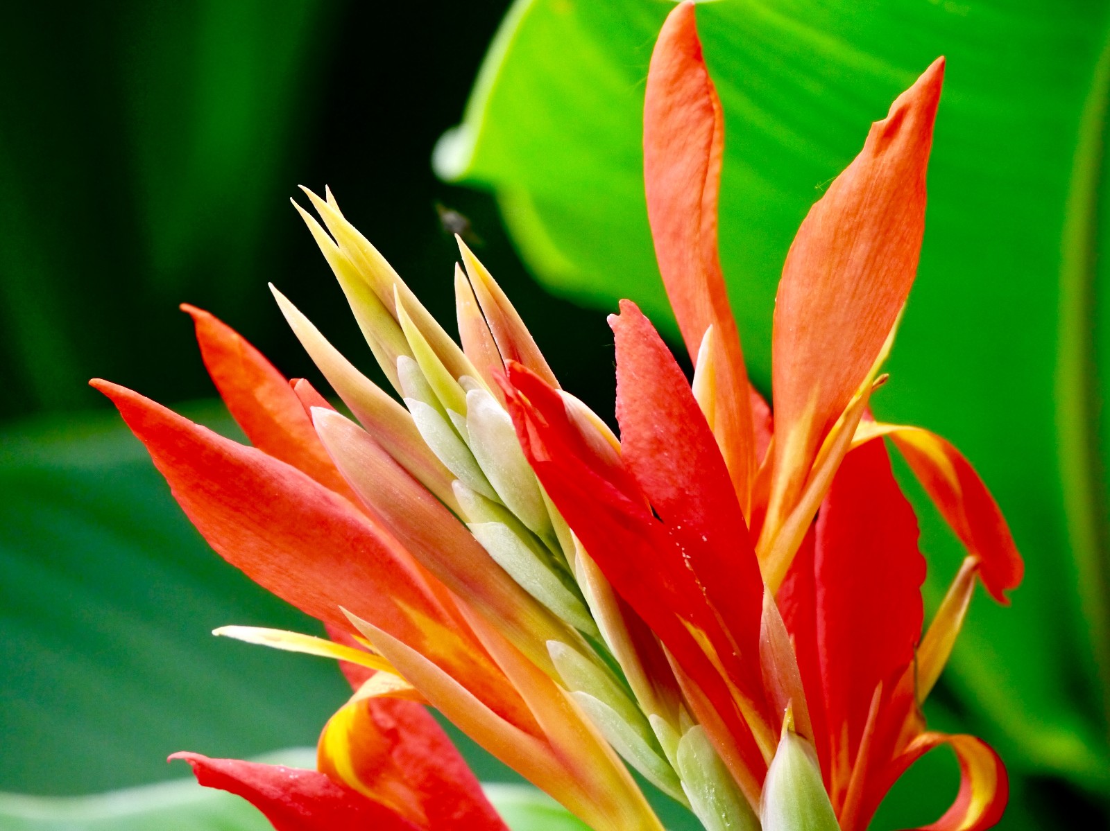 美人蕉无愧为这美丽的花名