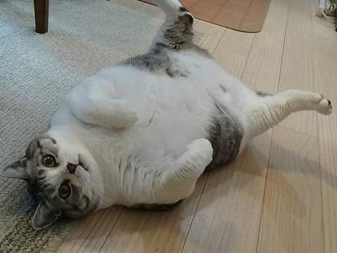 超级圆滚滚大胖猫,这看起来就像是活生生的猫饼啊|猫|网路|喵星人|治愈|感觉_新浪新闻