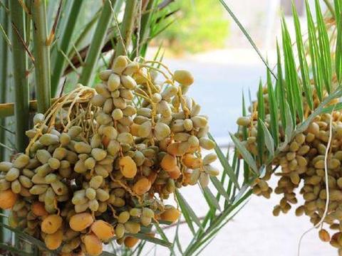 这才是"果中之王",种一棵能结几千颗果实,每到秋天果实累累啊