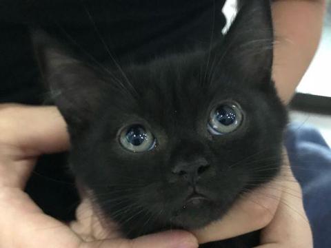 朋友家的猫咪不养了问我要不要,我问什么品种,他说:英短蓝猫!