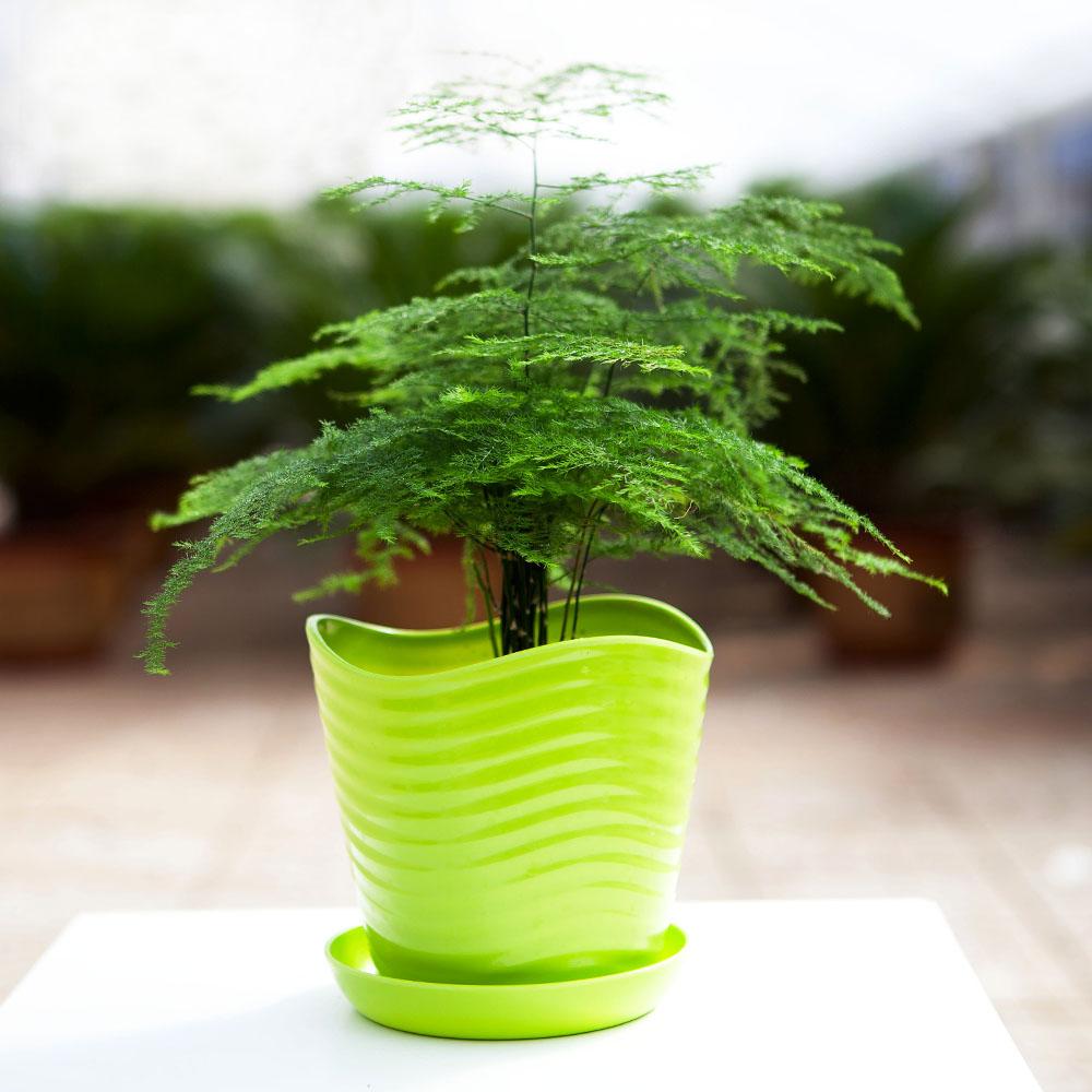 文竹总是养不好,那么赶紧换水培吧,保准不再黄叶!