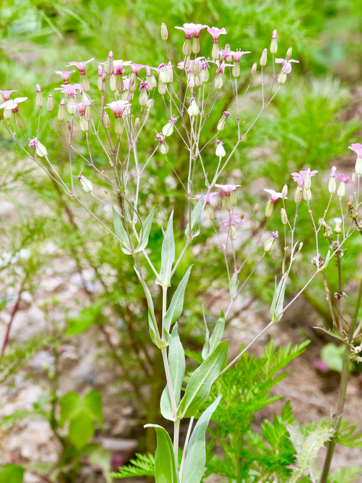 麦蓝菜别名王不留行中药材名麦蓝子