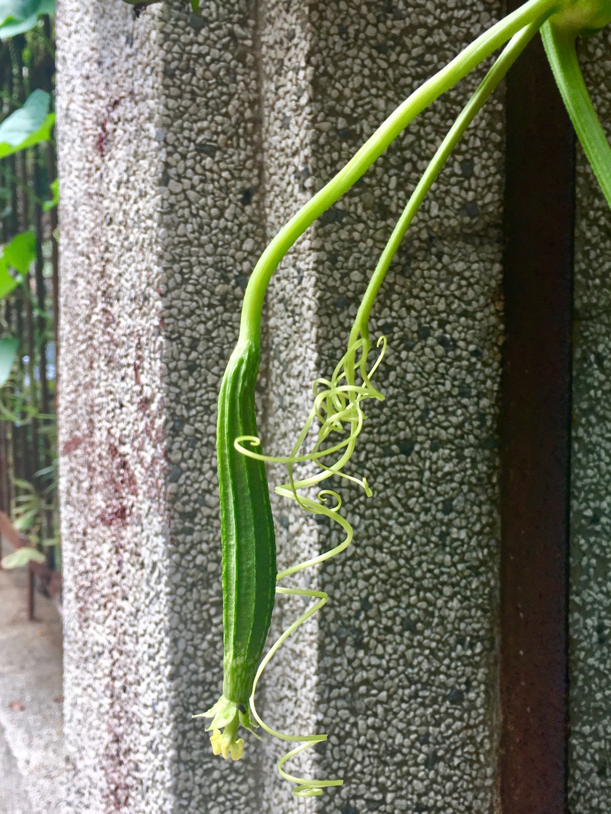 南方常栽培北方少见的菜蔬广东丝瓜棱角丝瓜