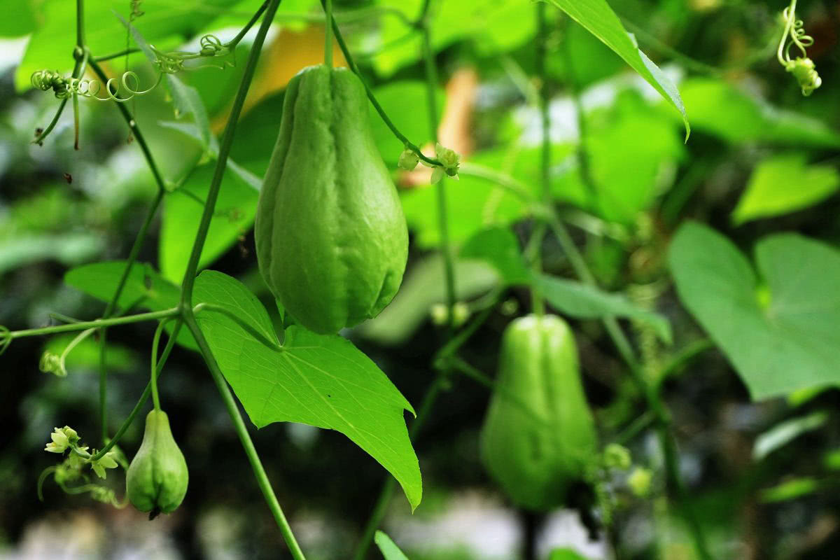 佛手瓜营养丰富,钙,铁,钾,硒,锌的含量极高,比如说铁含量就是黄瓜的12