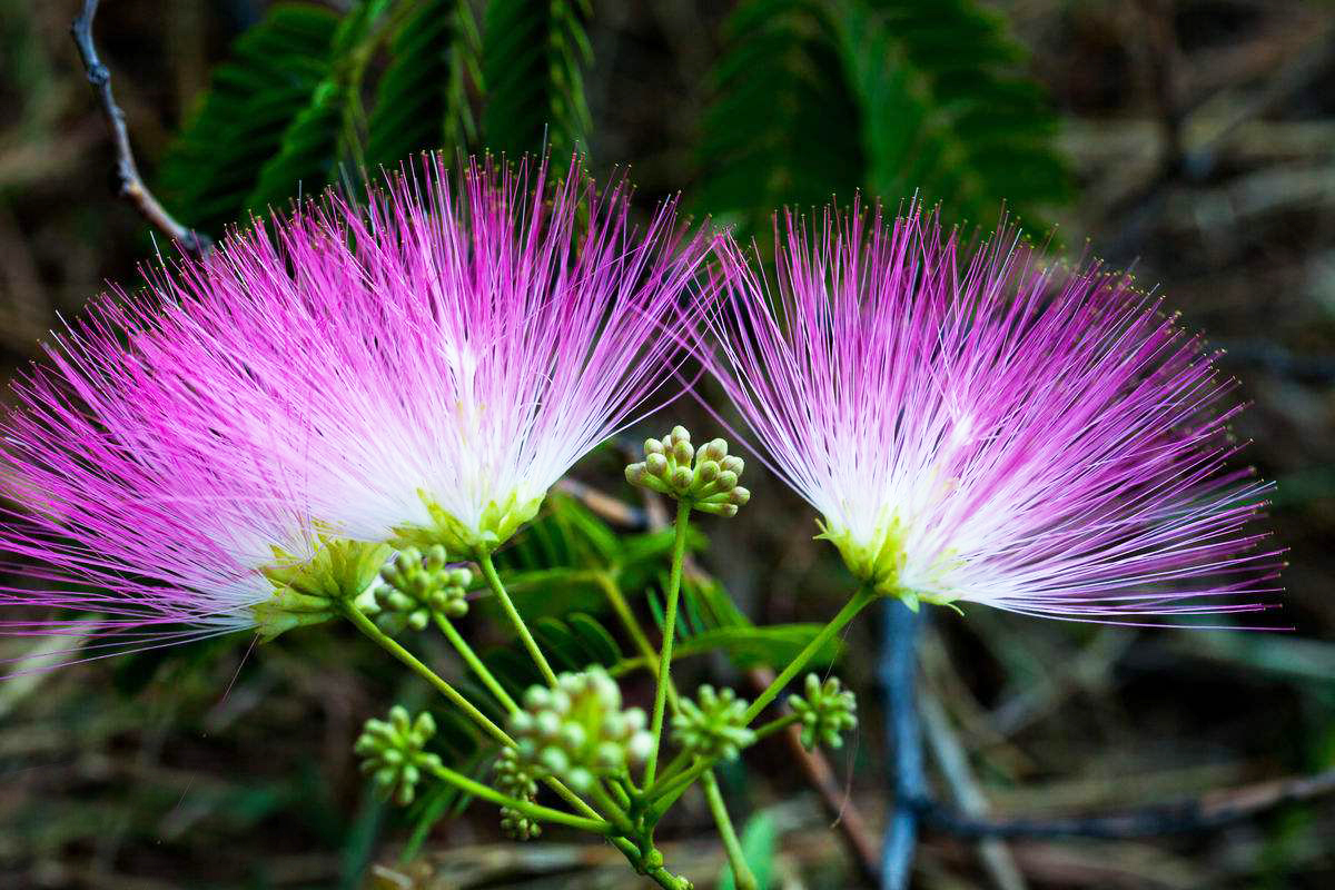 农村山里的爱情树开花似扇子煮粥吃能滋阴补阳