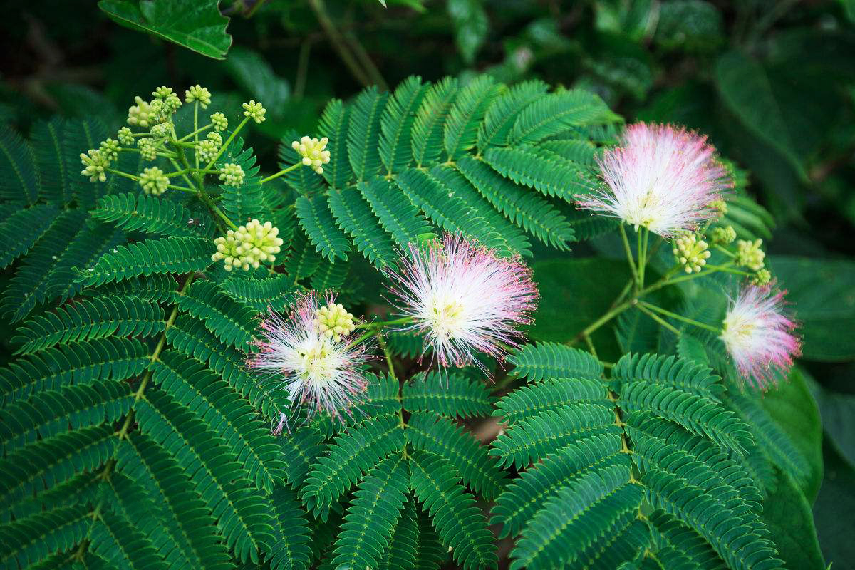 农村山里的爱情树开花似扇子煮粥吃能滋阴补阳