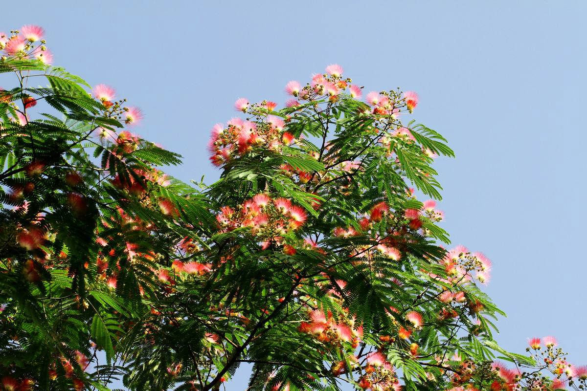 农村山里的爱情树开花似扇子煮粥吃能滋阴补阳