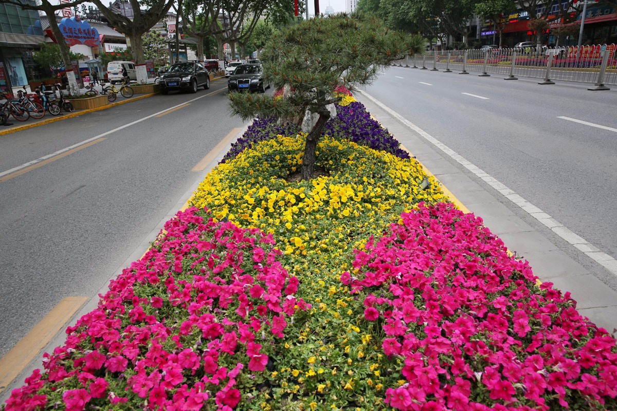 街头绿化隔离带变盆景景观 盆景式绿化赏心悦目