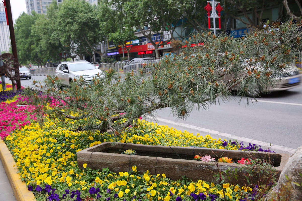 街头绿化隔离带变盆景景观 盆景式绿化赏心悦目|盆景式|绿化|盆景