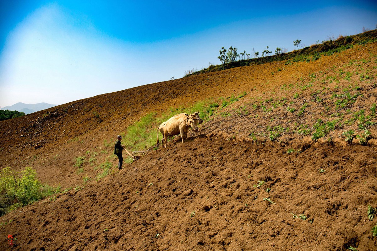 30度坡地站不住脚却最适宜种花生,留守老人原始方式