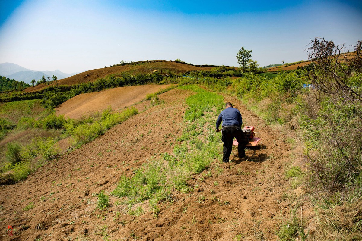 30度坡地站不住脚却最适宜种花生,留守老人原始方式