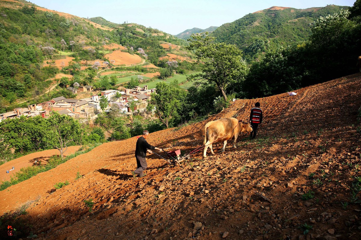 30度坡地站不住脚却最适宜种花生,留守老人原始方式牵牛耕种