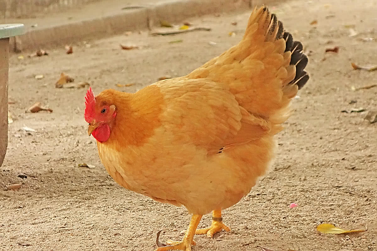 老师让孩子带小动物二哈果然不负众望孩子们好可爱