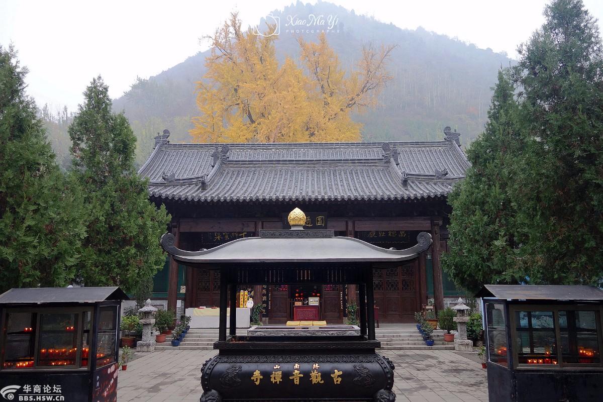 又是一年赏秋时图解网红银杏胜地观音禅院