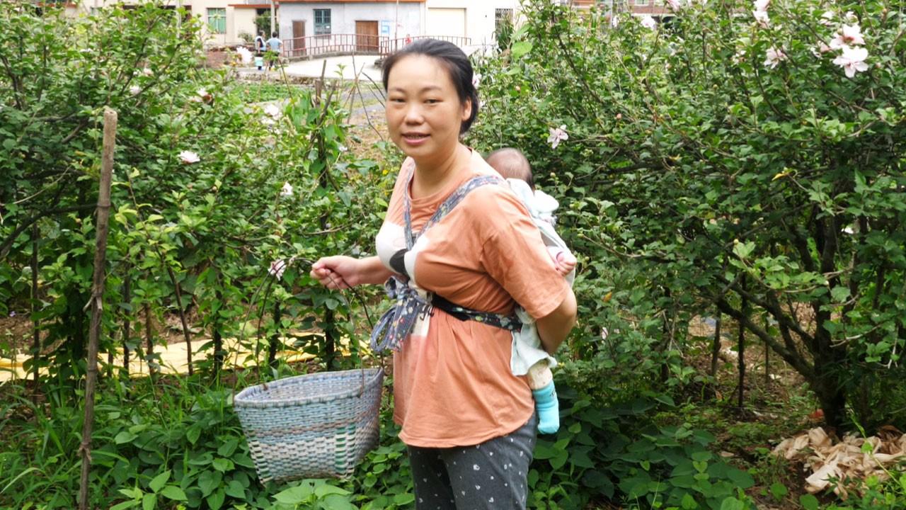 农村宝妈背着宝宝摘木槿花煎蛋,两儿子吃得很开心,辛苦也值了