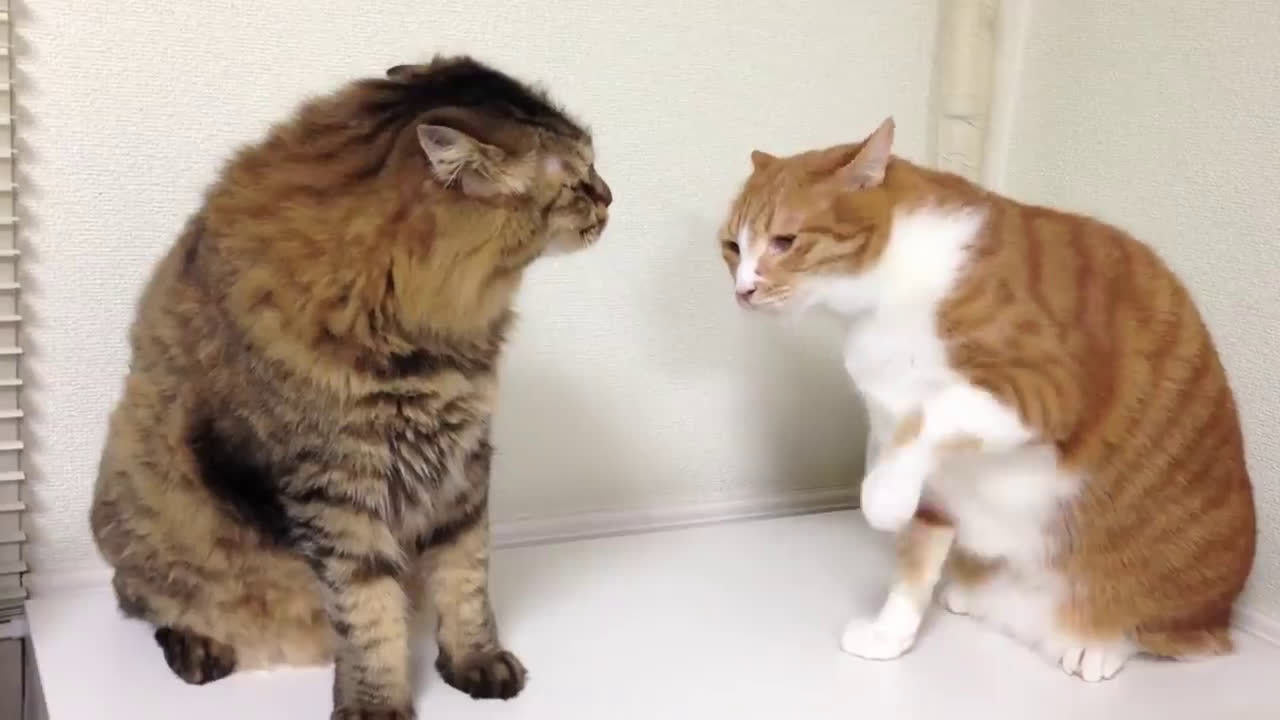 橘猫跟同伴打架,它专打对方的脑袋,声音还duangduang响.