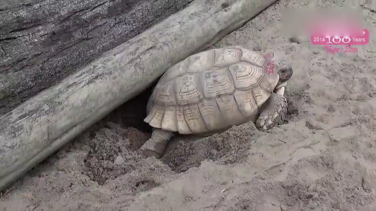 18年丢15个邦交国 90秒了解台湾断交史