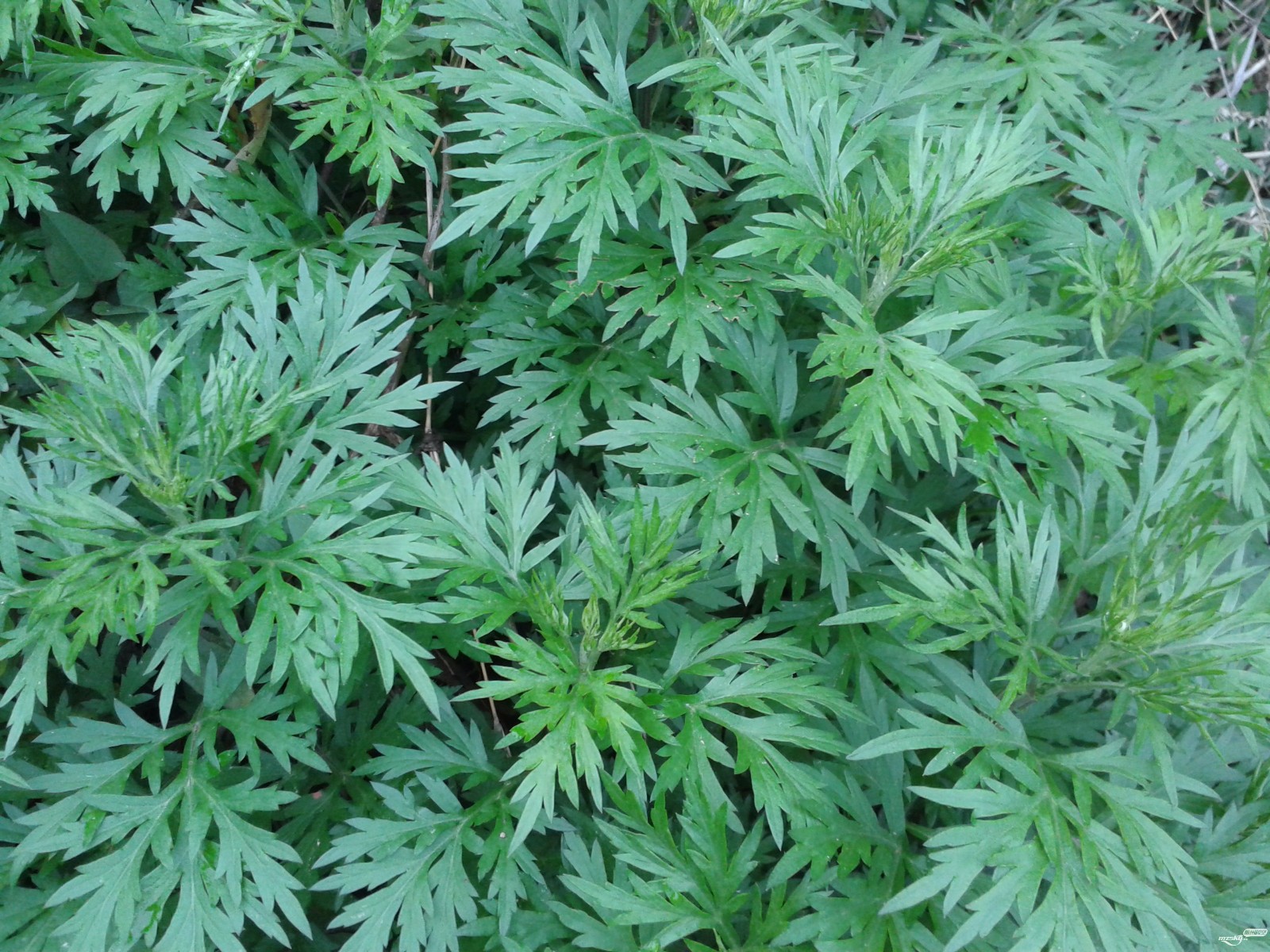 艾草药用大,可以治鼻炎,不用手术,不用吃药,这样就可以解决