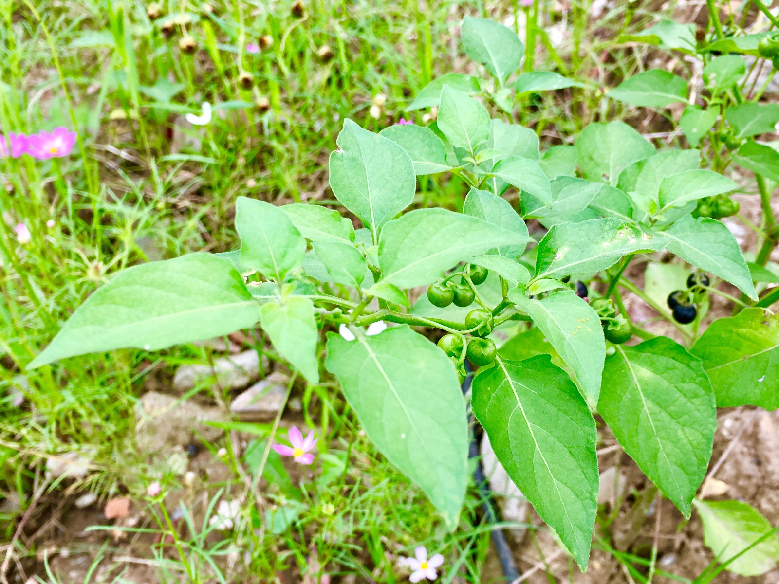 少花龙葵别名乌点规几全年开花结果