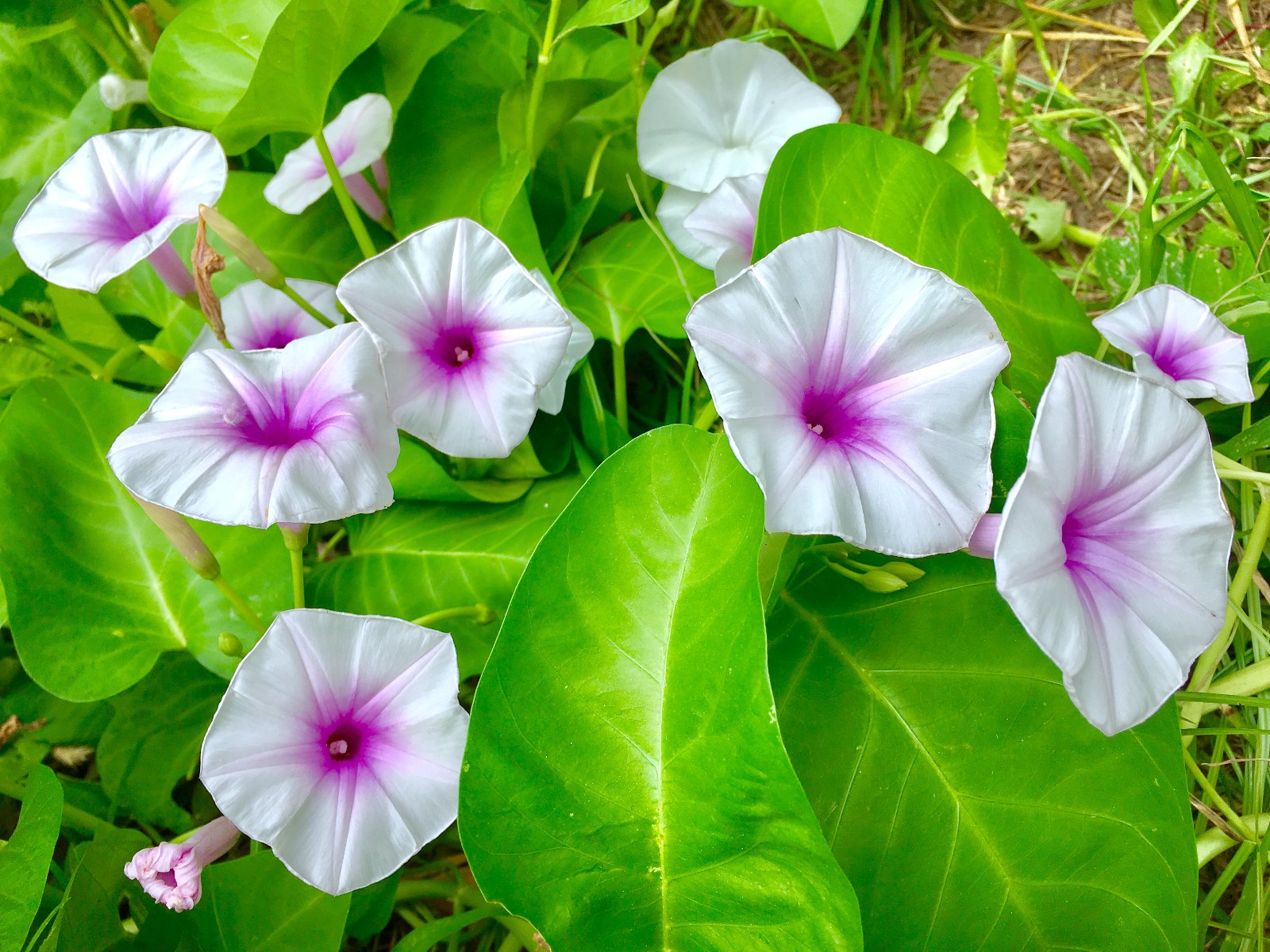 空心菜 俗称 竹叶菜 美丽的花 空心菜 俗称 竹叶菜 美丽的花
